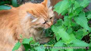 Erba gatta per le zanzare: quando e se è efficace come repellente per questi insetti - www.amoreaquattrozampe.it