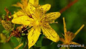 L'iperico e l'erba di San Giovanni: la curiosità | Ogliastra - vistanet