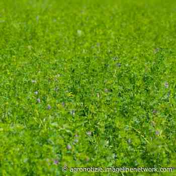 Prova in campo di Polysulphate con erba medica su suolo argilloso - Agronotizie