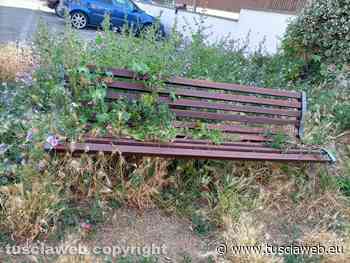 "In via Ioppi l'erba copre le panchine" - Tuscia Web