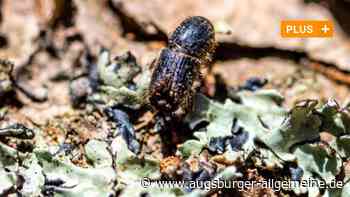 Befall durch den Borkenkäfer: "Wir müssen jetzt etwas tun" - Augsburger Allgemeine