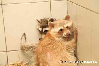 Dierenwelzijn neemt exotische soorten in beslag bij erkende inrichting: “Situatie wordt opgevolgd”