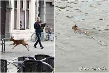 Reebok die opdook bij heropening terrassen tweemaal aangereden in enkele uren tijd - Gazet van Antwerpen