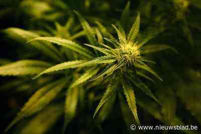 Politie ontdekt cannabisplantage na melding van geurhinder