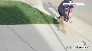 Calgary coyote encounter captured on security video | Watch News Videos Online - Globalnews.ca