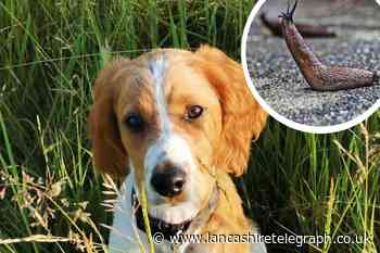 Interactive map shows lungworm reports in East Lancashire