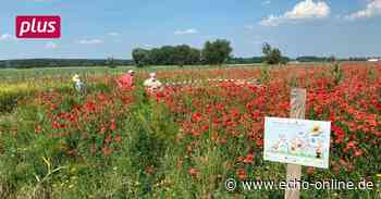 Trebur Die Blühstreifen fürs Rebhuhn in Trebur zeigen Wirkung - Echo Online