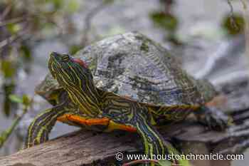 Houston's big turtles date back to dinosaur era houstonchronicle.com - Houston Chronicle