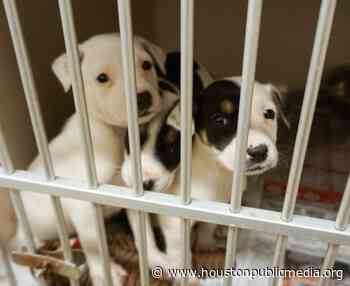 Multiple Crises Strike Houston-Area Animal Shelters Amid Summer Heat - Houston Public Media