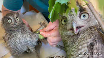 Wildlife rehabber rescues family of Eastern Screech Owls