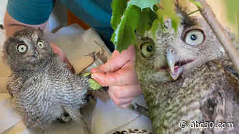 Wildlife rehabber rescues family of Eastern Screech Owls