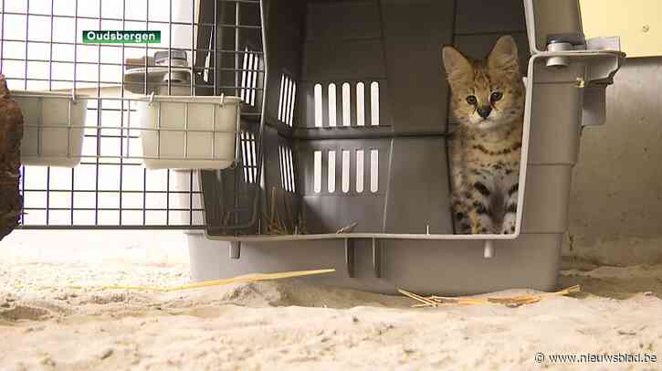 Natuurhulpcentrum vangt in beslag genomen steenarenden en stinkdieren op
