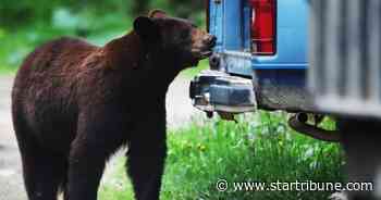 Minnesota DNR warns that black bears will become especially bold in pursuit of food