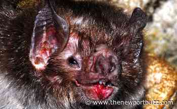 Bat found at Rhode Island beach tests positive for rabies - Newport Buzz