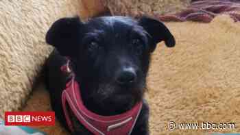 Terrier stolen in Cornwall found 300 miles away in Essex - BBC News