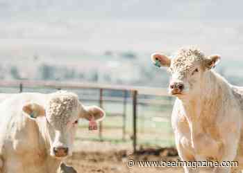 Vytelle makes choosing the right bull easier