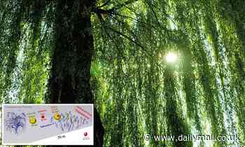 Health: Tree pollen can carry COVID particles and may increase infection risk in crowded areas