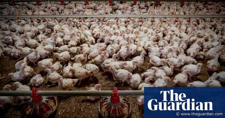 EU to lift its ban on feeding animal remains to domestic livestock