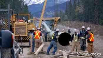 Trans Mountain tree cutting can resume as stop-work order on pipeline route lifts