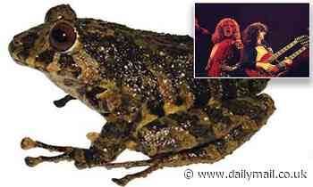 Newly discovered tree frog with red eyes is named after scientists' favorite rock band Led Zeppelin