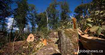 Trans Mountain tree cutting can continue as stop-work order on pipeline route lifts