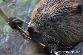 FOTOSERIE: Bever duikt opnieuw op in Grave - Arena Lokaal