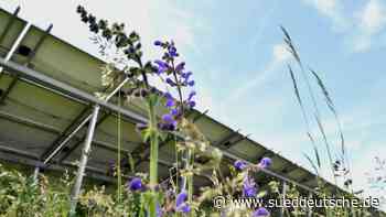 Wiesensalbei unter Strom - Süddeutsche Zeitung