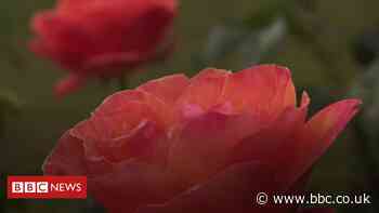 Prize roses being stolen from Blackpool's Stanley Park