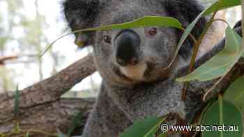 Koalas at centre of $40m Byron Bay planning dispute