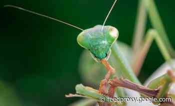 Sexual Cannibalism: Why Females Sometimes Eat Their Mates After Sex