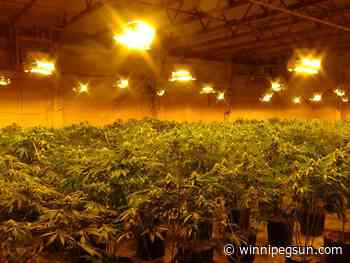 Police bust multi-million-dollar cannabis grow-op in Quinte West, Ont. - Winnipeg Sun