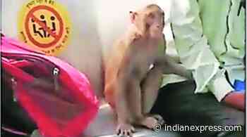 After monkey’s outing on Blue Line, Delhi metro to consult forest department - The Indian Express