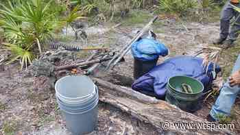 Police investigating disturbed Native American remains at USF Forest Preserve - WTSP.com