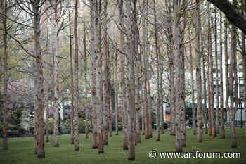 Maya Lin on planting a ghost forest in Manhattan - Artforum