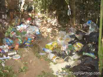 Environmental group and allies voice intent to sue U.S. Forest Service for failure to clean up trespass cannabis grows - The GrowthOp