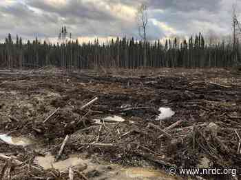 The Crumbling Myth of Consequence-Free Intact Forest Loss - NRDC (Natural Resources Defense Council)