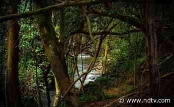 World Rain Forest Day 2021: What Are Rainforests? Key Facts To Know - NDTV