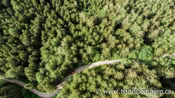 JPMorgan Asset-Management Arm Buys $5.3 Billion Forest Investor - BNN