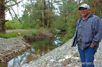 Activists seeking to protect Canada's old-growth forest say they are aligned with First Nations. Is that really true? - National Observer