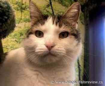 Adopt a Pet: Bring Forest Gump home - NiagaraFallsReview.ca