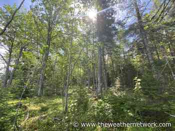 Protection of rare P.E.I. forest is nature reserve's 'missing piece' - The Weather Network