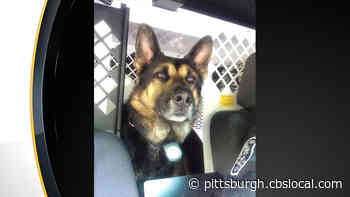 Pittsburgh Police Mourning Death Of Retired K9 Gerix