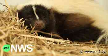 14 wilde, exotische dieren in beslag genomen bij handelaar in Duffel - VRT NWS