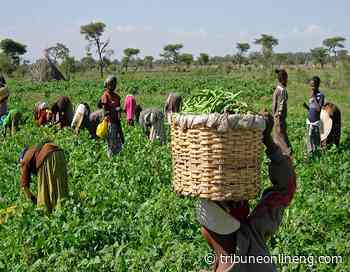 Kano farmers trained on value addition for Irish potato - NIGERIAN TRIBUNE