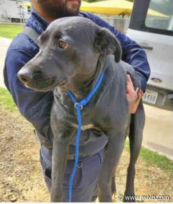 UPDATE: Escaped rescue dog reported missing on I-90 safely reunited with her foster family