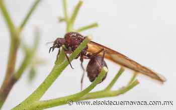 [Animalia] Chicatanas: las viajeras de las lluvias - El Sol de Cuernavaca
