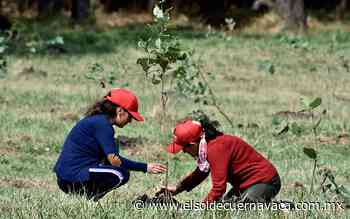 Jóvenes buscan reforestar los cerros de Tepoztlán - El Sol de Cuernavaca