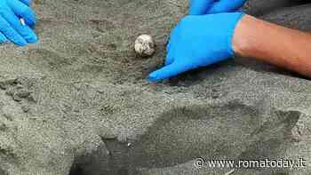 Ostia, sorpresa in spiaggia: tartaruga Caretta Caretta depone più di 100 uova
