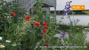 Wo bleiben in Elchingen die Wiesenblumen?