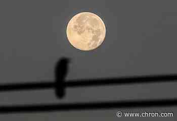 A full strawberry supermoon rises on Thursday